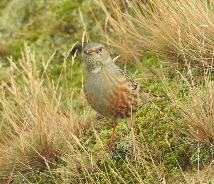 Alpine Accentor