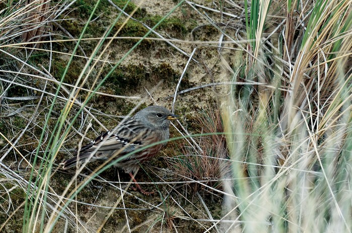 Alpine Accentor