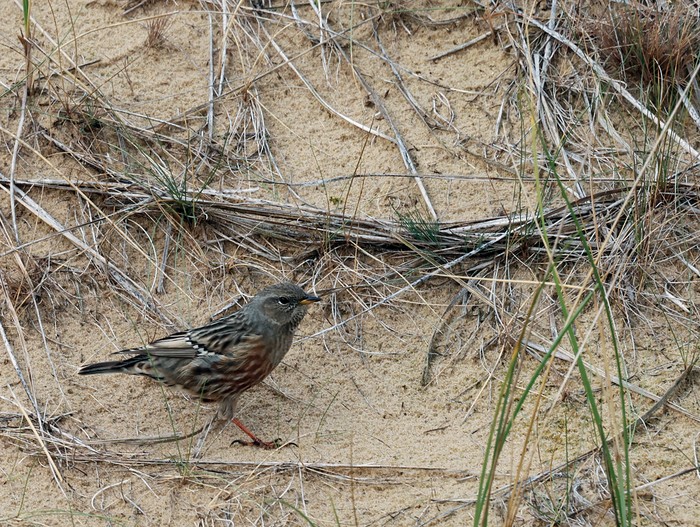 Alpine Accentor