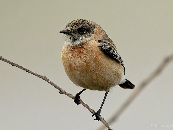 Siberian Stonechat