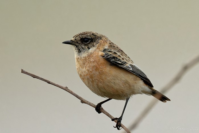Siberian Stonechat