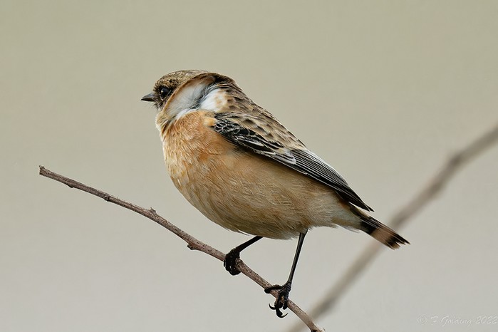 Siberian Stonechat