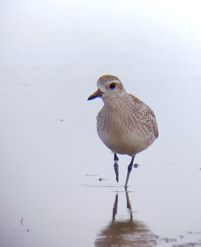 Grey Plover