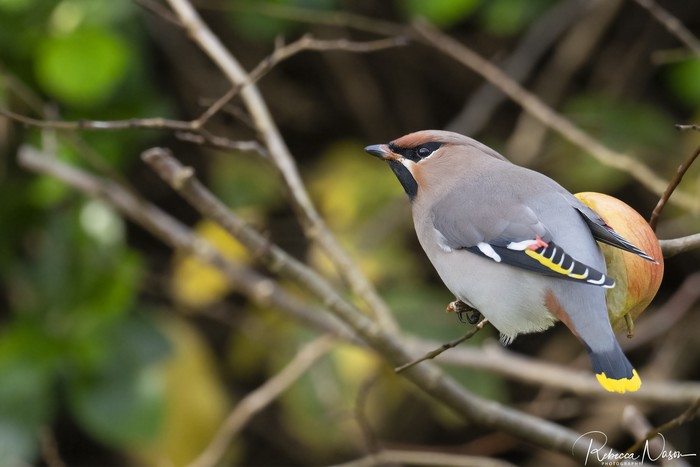 Waxwing