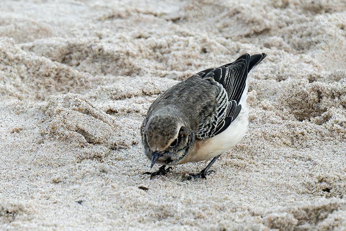 Pied Wheatear