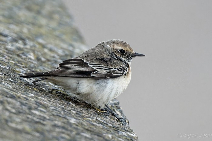 Pied Wheatear