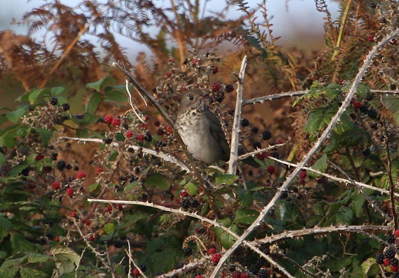 Grey-cheeked Thrush