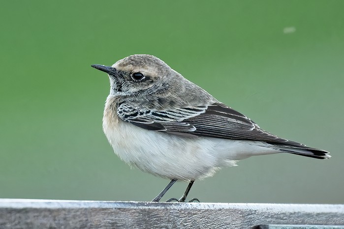 Pied Wheatear