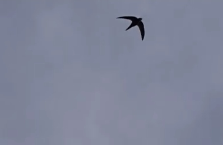 Pallid Swift