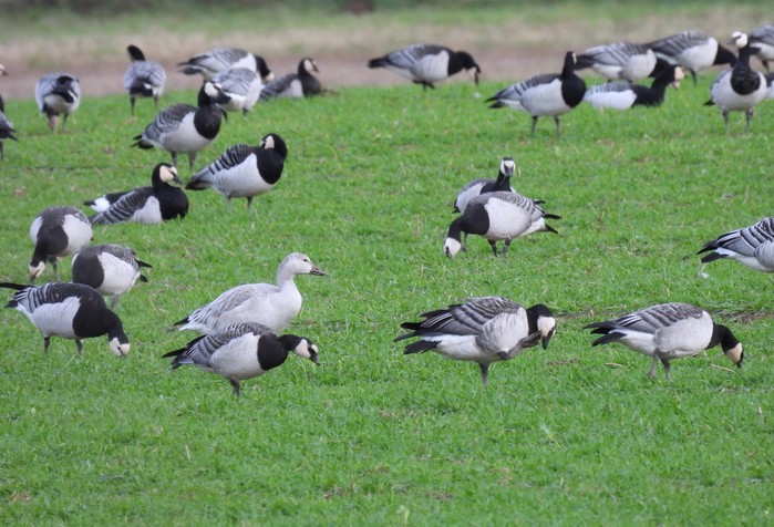 Snow Goose