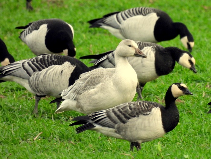 Snow Goose