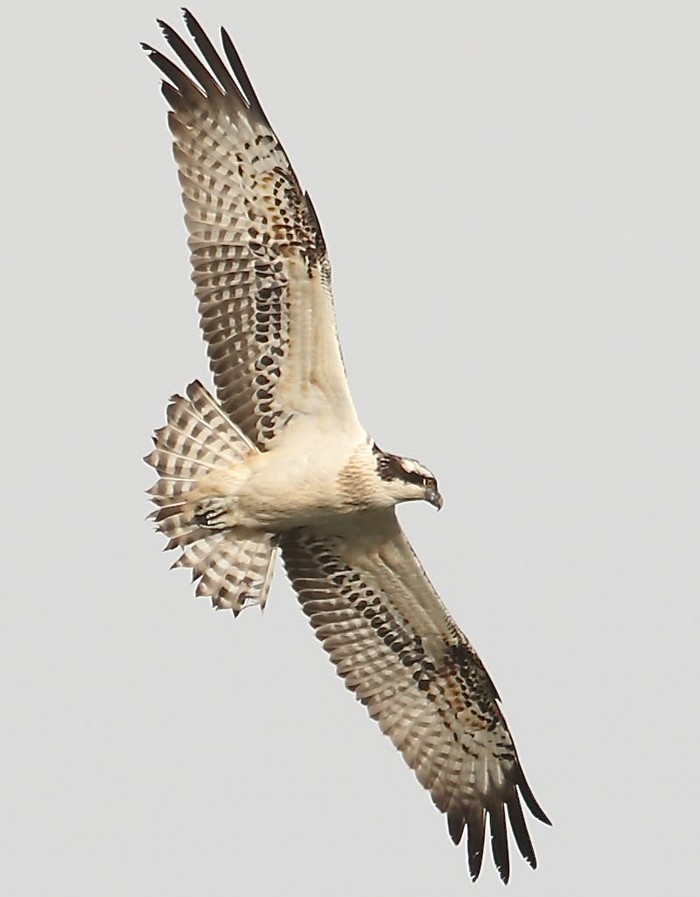 Osprey