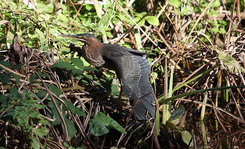 Green Heron