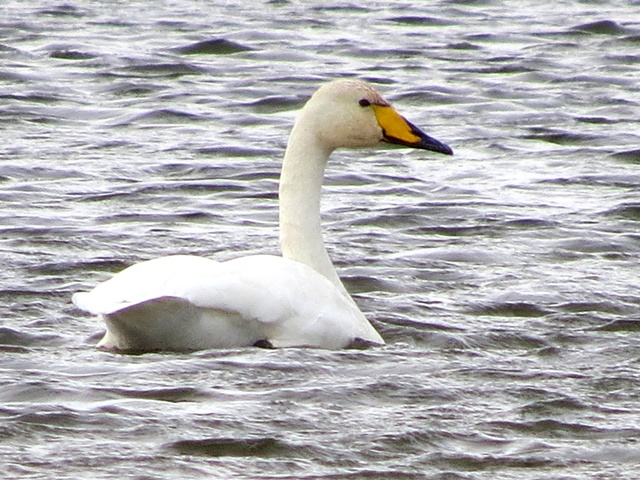 Whooper Swan