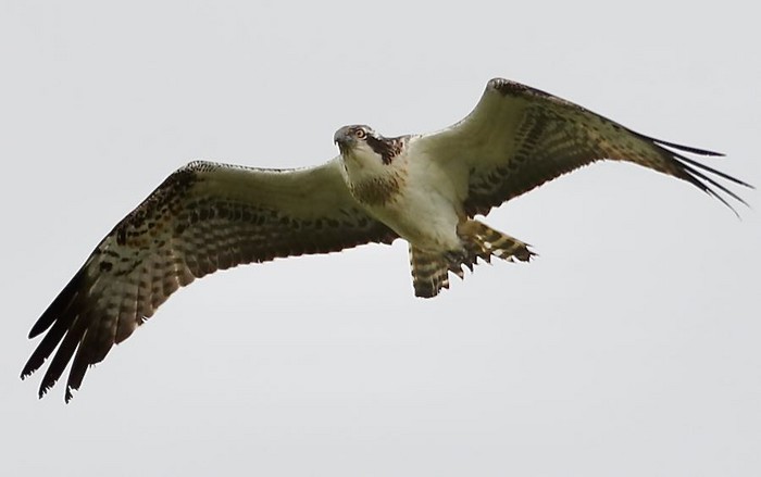 Osprey