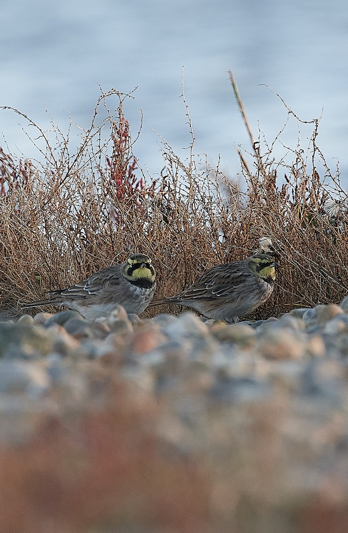 Shorelark