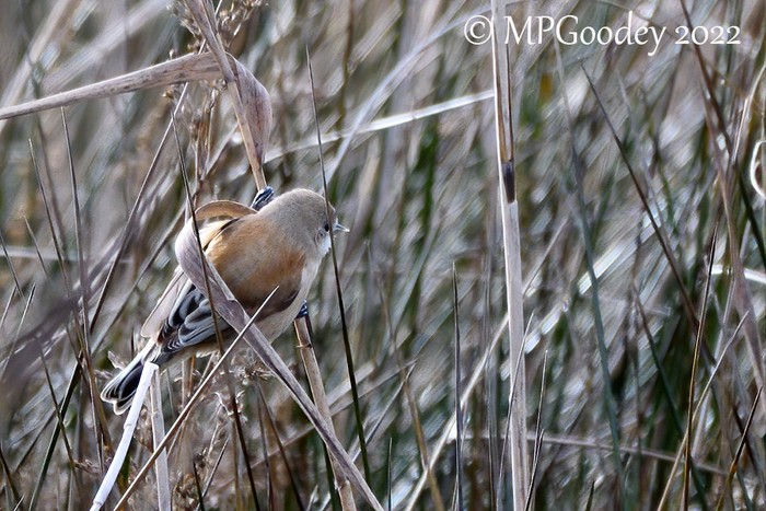 Penduline Tit