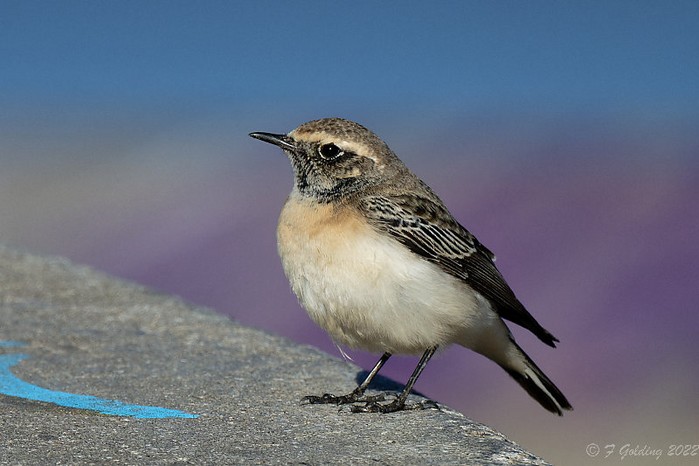 Pied Wheatear
