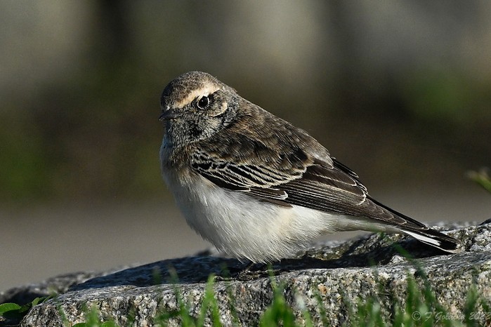 Pied Wheatear