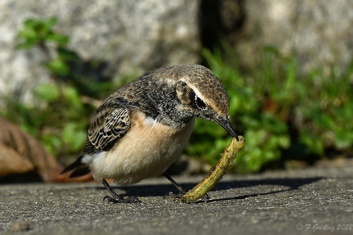 Pied Wheatear