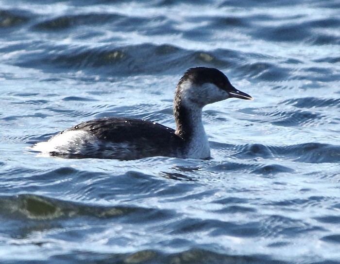 Slavonian Grebe