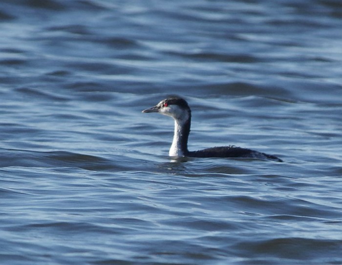 Slavonian Grebe