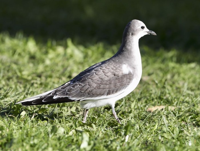 Sabine's Gull