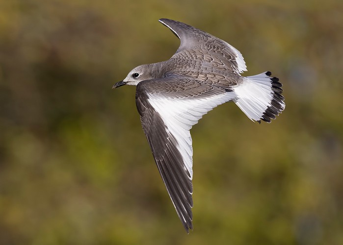 Sabine's Gull