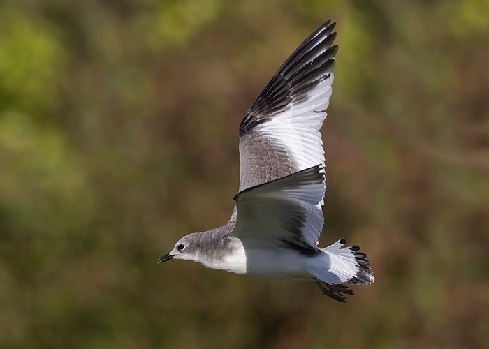 Sabine's Gull