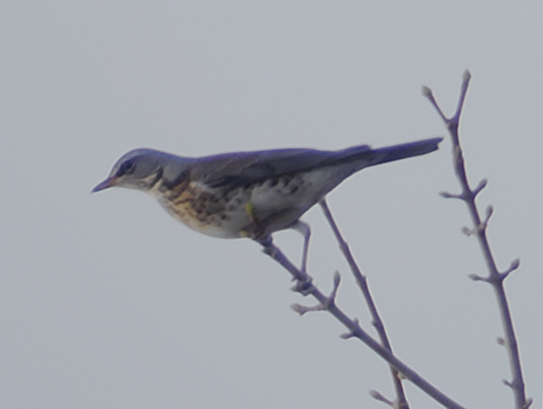 Fieldfare