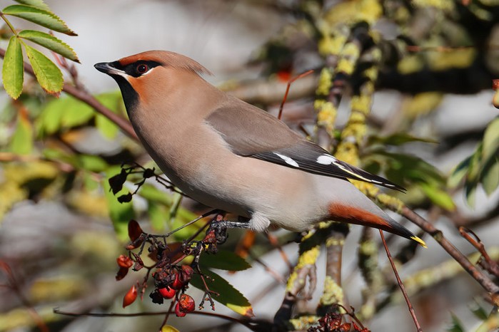 Waxwing