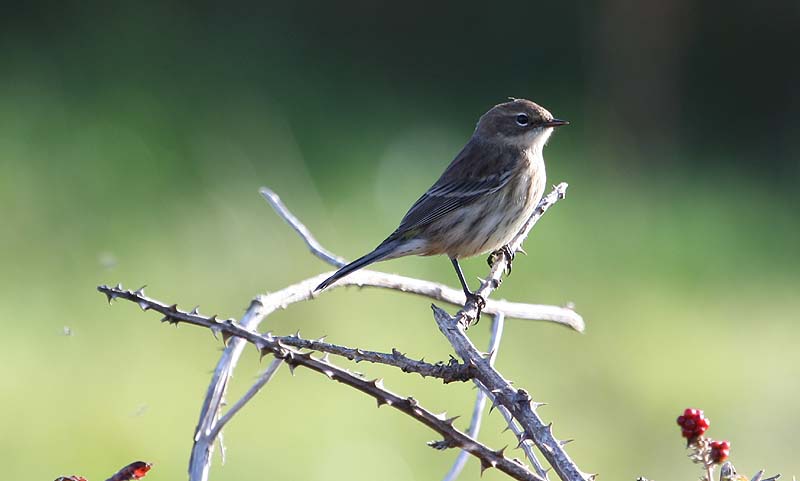 Myrtle Warbler