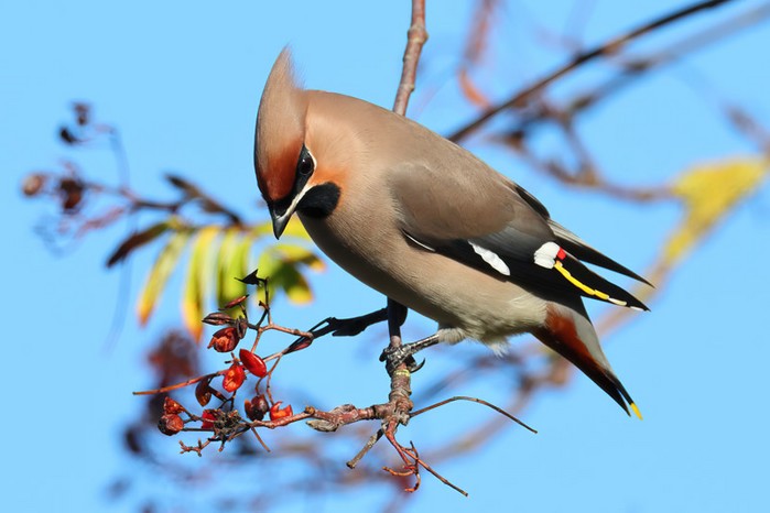Waxwing