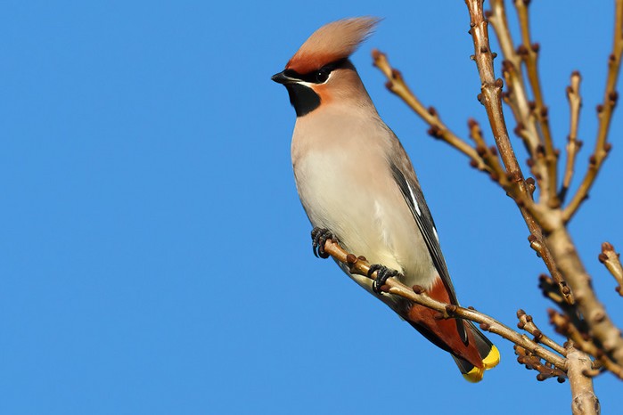 Waxwing