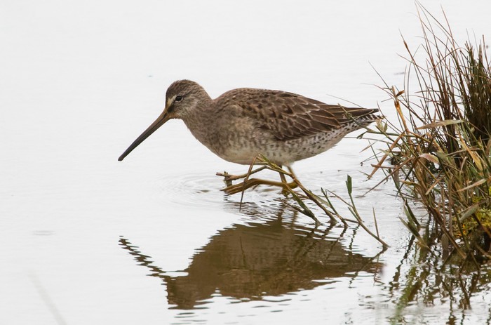 Long-billed Dowitcher