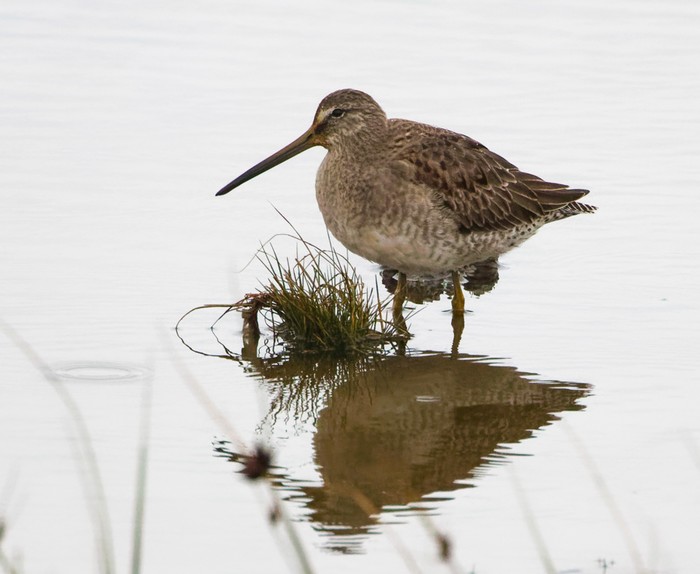 Long-billed Dowitcher