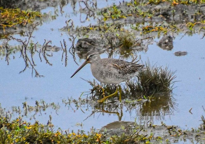 Long-billed Dowitcher
