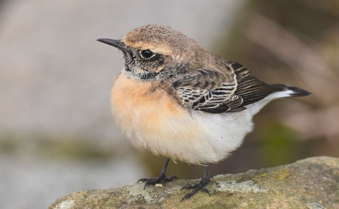 Pied Wheatear