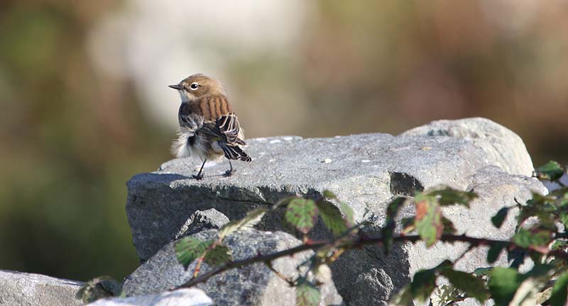 Myrtle Warbler