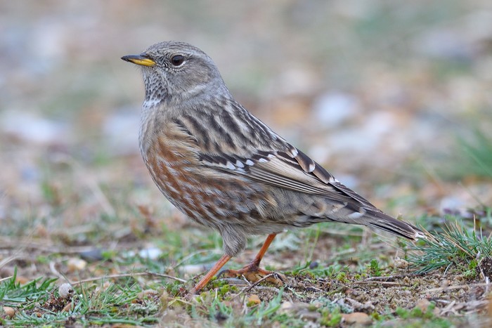 Alpine Accentor