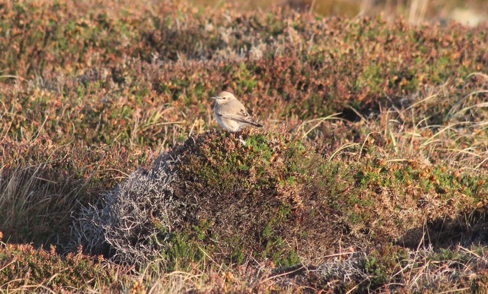 Isabelline Wheatear