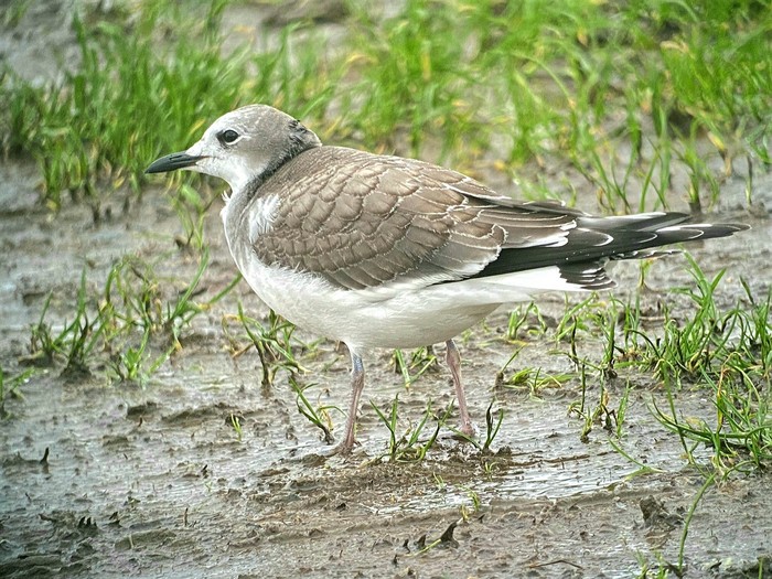 Sabine's Gull