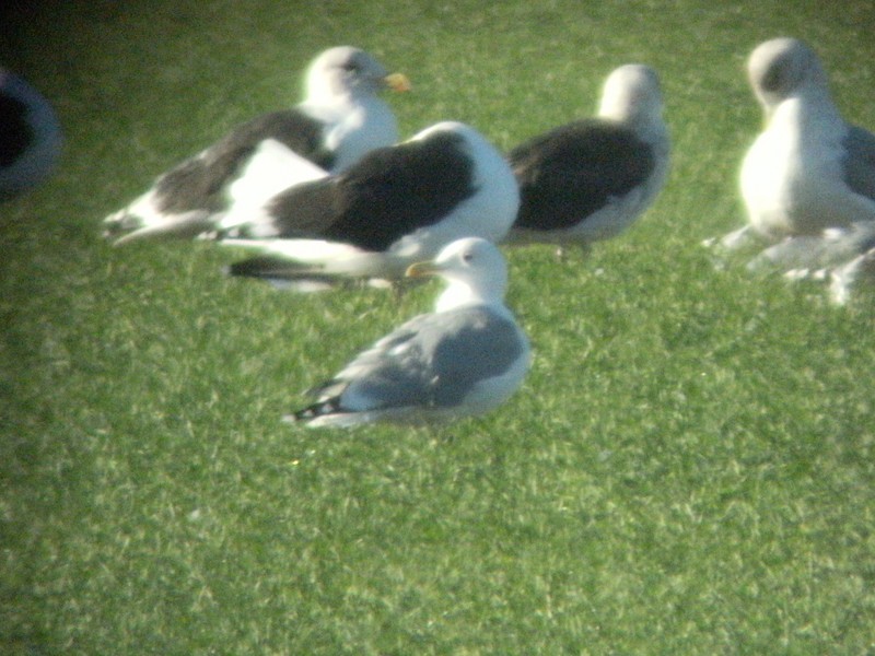Caspian Gull