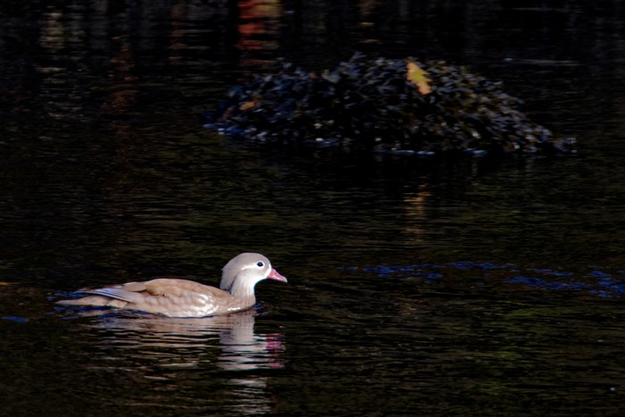 Mandarin