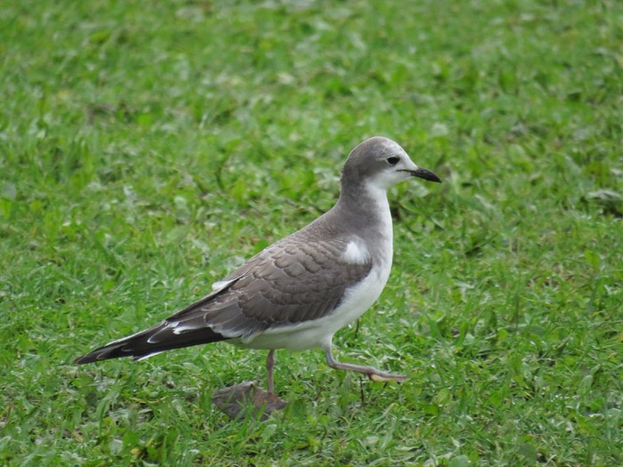 Sabine's Gull