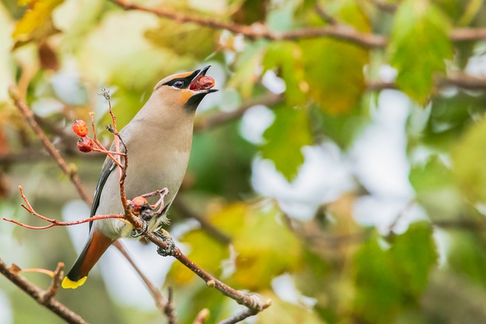 Waxwing