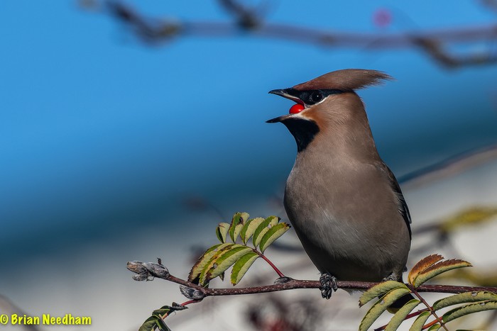 Waxwing