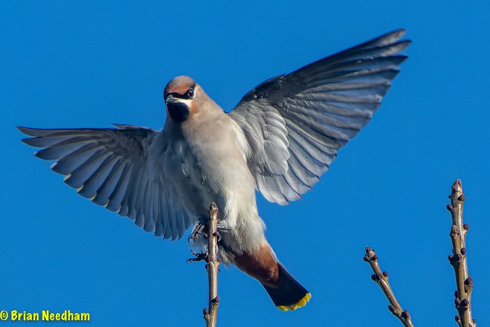 Waxwing