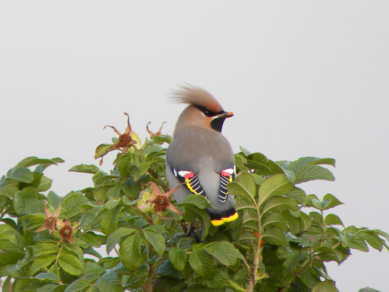 Waxwing