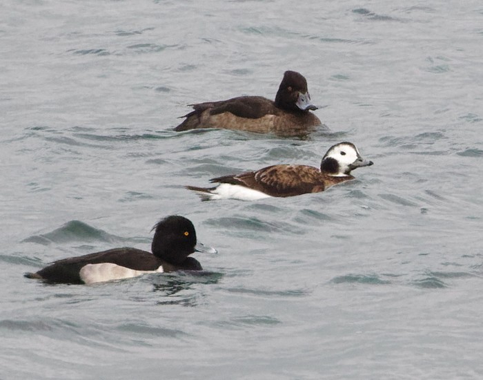 Long-tailed Duck